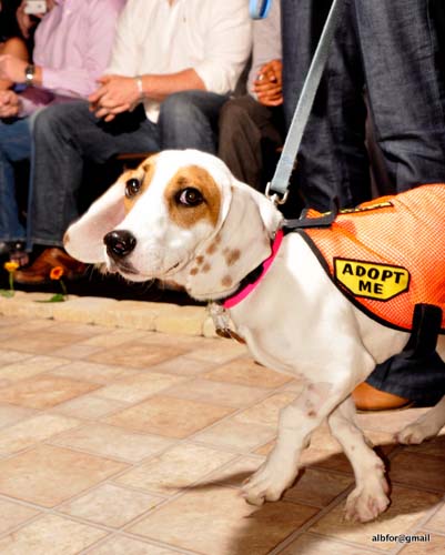 Fashion in Public (Gallery 2)