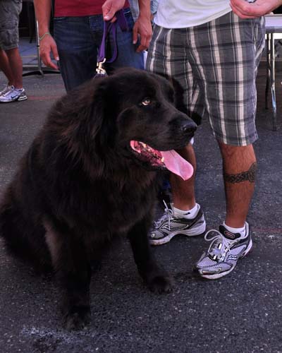 Fall Festival 2010 (Gallery 1)