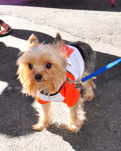 Fall Festival 2010 (Gallery 1)