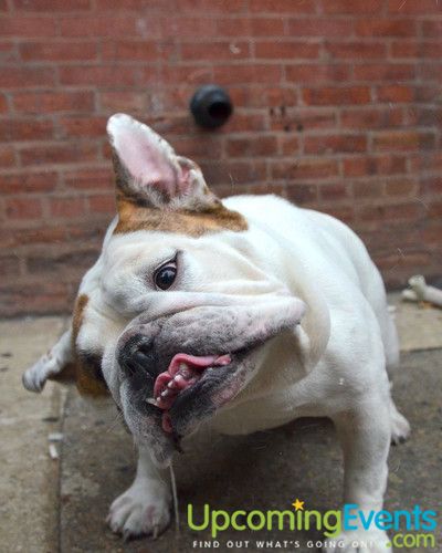 Midtown Festival (Gallery 2)