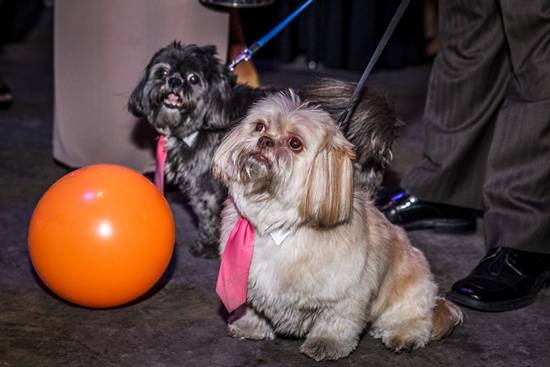 17th Annual Philly Fur Ball