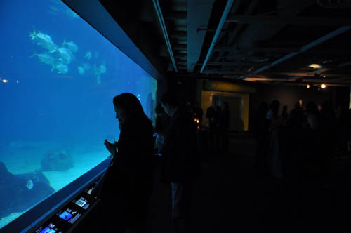 Hot Chocolate @ The Adventure Aquarium