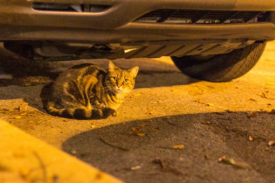 Oktoberfest Live! Craft Beer Festival 2014 (Gallery 2)